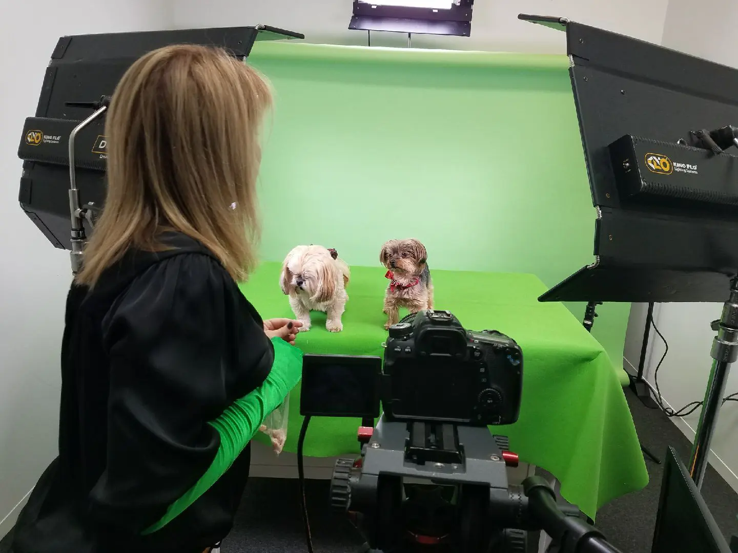 A woman is filming two dogs in front of a green screen.
